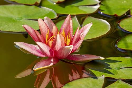 Water Lily Aquatic Plant Flower Blossom Bloom Pink