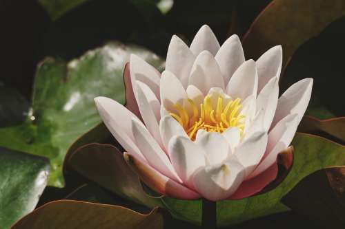 Water Lily White Lily Pond Blossom Bloom Flower