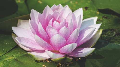 Water Lily Aquatic Plant Nature Blossom Bloom