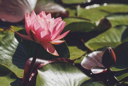 Water Lily Pink Blossom Bloom Pond Nature