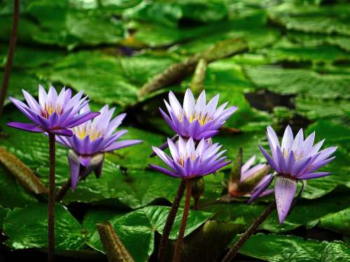 Water Lily Flower Pond Aquatic Purple Water Bloom