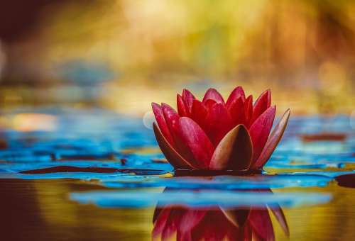 Water Lily Aquatic Plant Flower Blossom Bloom Red