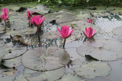 Water Lily Dark Pink Water Pond Round
