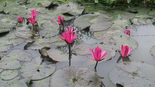 Water Lily Dark Pink Flower Leaf Water Blossom