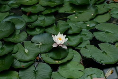 Water Lily Plant Water Lotus Leaves Body Of Water