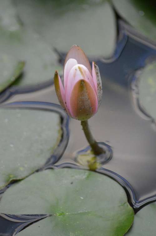 Water Lily Water Flower Bud Pink White Nature