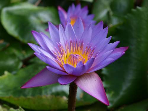 Water Lily Garden Nature Pond Plant Meditation