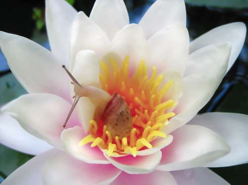 Water Lily Nymphaea Flower Snail Large Pond Pink