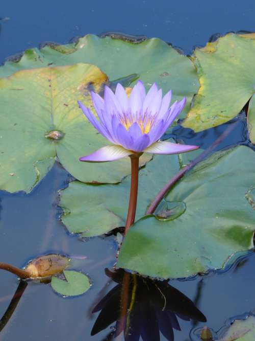 Water Lily Pond Purple Flower Tropical Flower