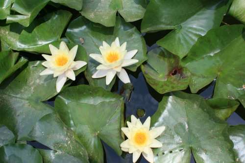 Water Lily Aquatic Plant Pond Flower