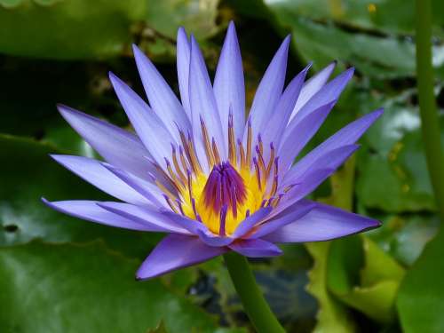 Water Lily Blue Pond Teichplanze Nature Purple