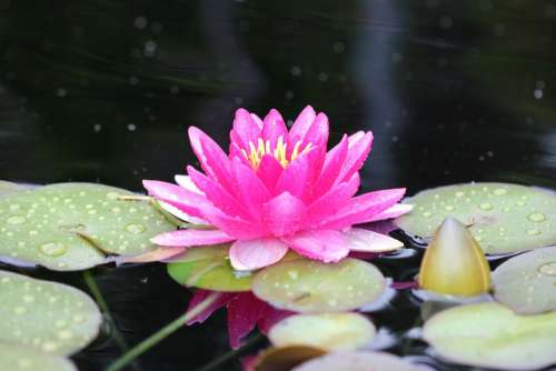 Water Lily Pink Lotus Flower Aquatic Bloom Petal