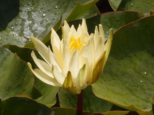 Water Lily Lily Pond Water Nature Plant Flower