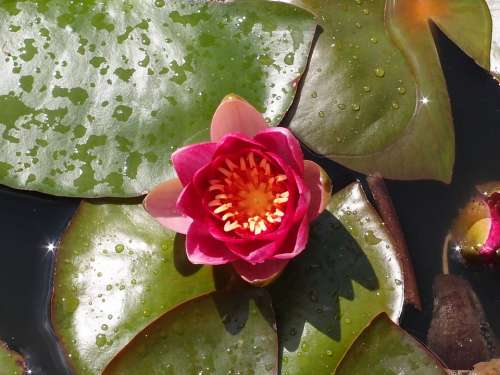 Water Lily Lily Pond Water Nature Plant Flower