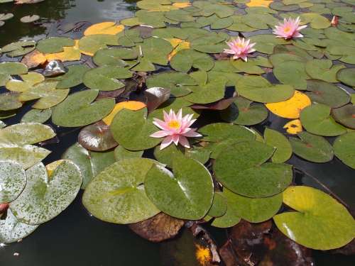 Water Lily Lily Pond Water Nature Plant Flower