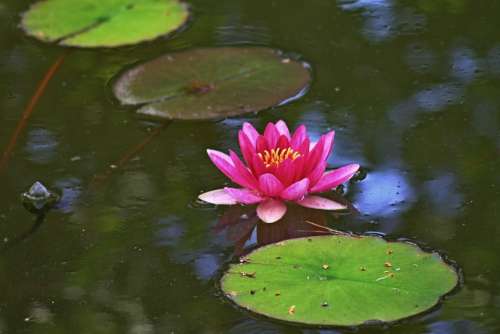 Water Lily Water Pink Green