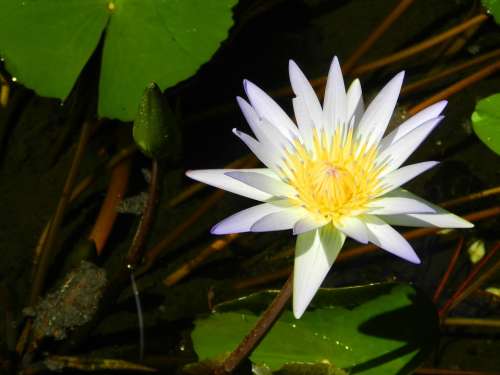 Water Lily White Nature Pond Blossom Aquatic
