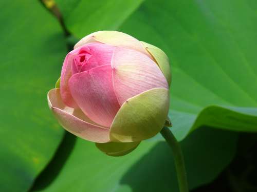 Water Lotus Pond Lily Pad Green Pink Bloom Floral