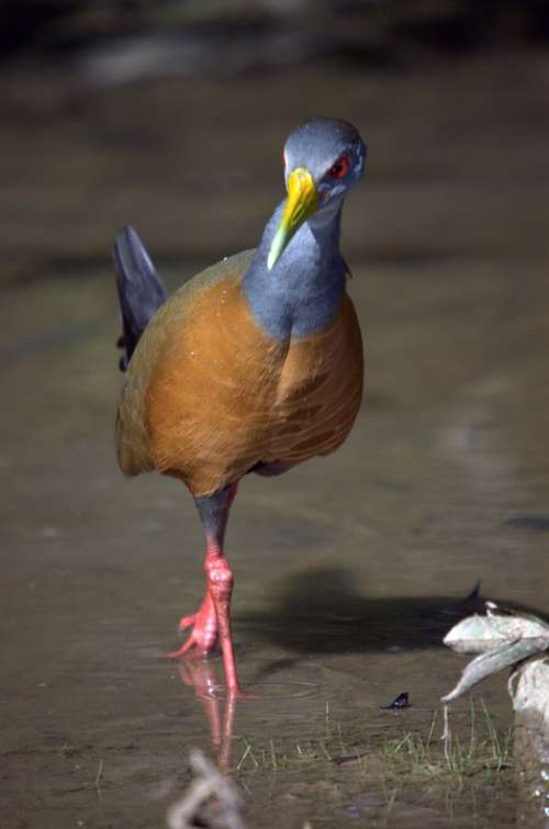 Water Rail Bird Llanos Venezuela Animal