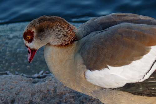 Waterfowl Winter Ice Cold Colorful