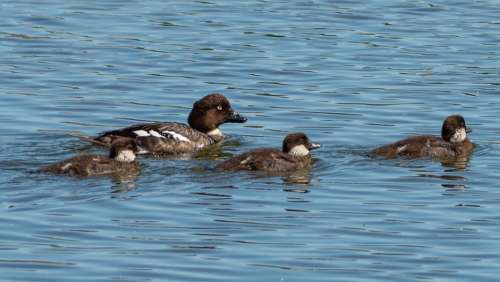 Waterfowl Animal Bird Water Swim The Brood Sea