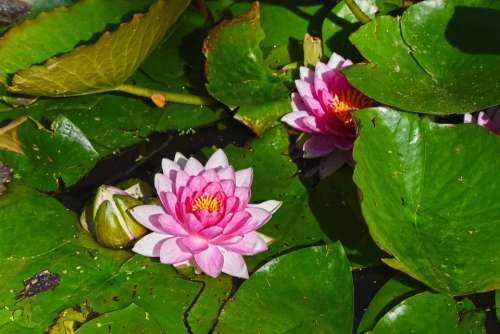 Waterlily Flower Aquatic Plant Pads Water Pond