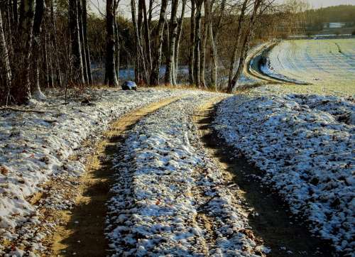 Way Forest Field Landscape Winter