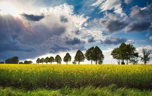 Weather Oilseed Rape Landscape Nature Field Sky