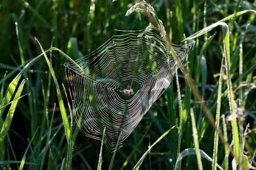 Web In The Grass At Dawn
