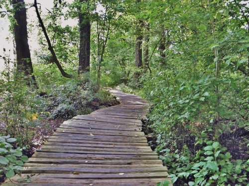 Web Wooden Track Wood Planks Nature Reserve