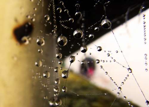 Web Water Droplets Pearl