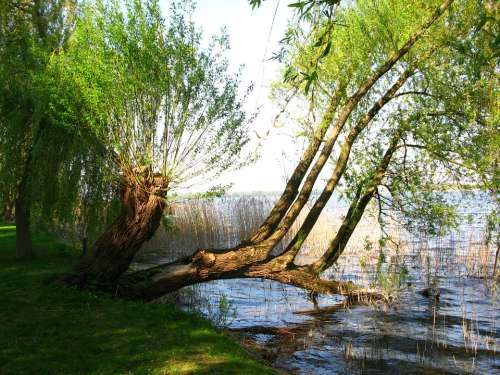 Weeping Willow Pasture Tree Lakeside Lake