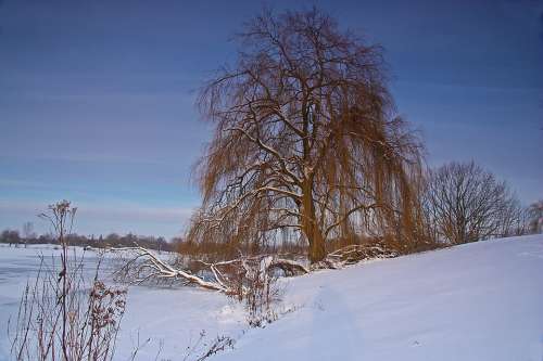 Weeping Willow Winter Lake Ice Snow Cold