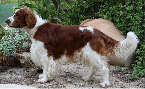 Welsh Springer Spaniel Dog Canine Mammal Animal