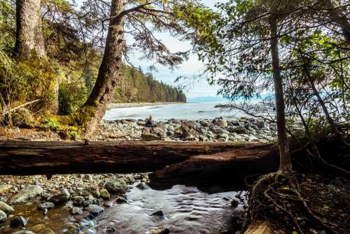 West Coast Coast Rocks Log Creek Forest Ocean