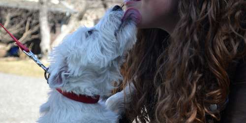 Westie Dog Kisses Outdoors Outside Terrier Pet