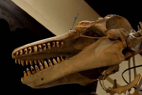 Whale Orca Mammal Bone Head Skeleton Skull