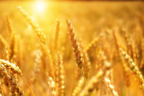 Wheat Grain Cornfield Cereals Sun Sunshine