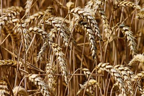 Wheat Spike Cereals Grain Field Agriculture