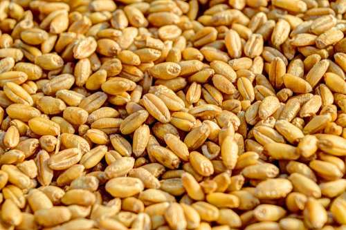 Wheat Grain Agriculture Seed Crop Food Golden