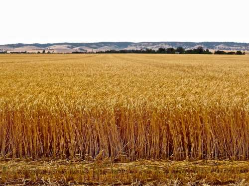 Wheat Crop Agriculture Harvest Farmland