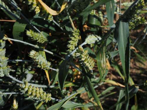 Wheat Wheat Field Cereals Ear Grain Cornfield