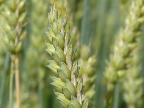 Wheat Ear Cereals Grain Summer Wheat Field