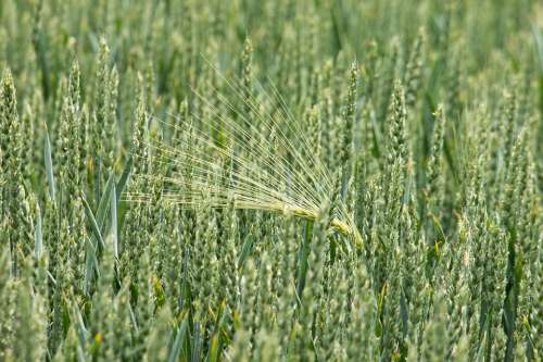 Wheat Barley Cereals Grain Spike Field