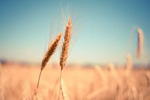 Wheat Ear Dry Harvest Autumn Summer Cereals