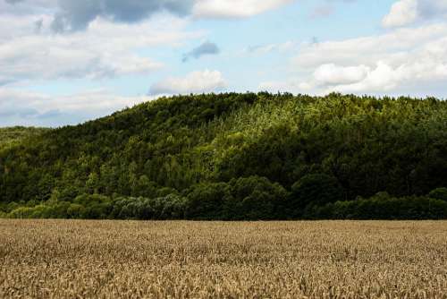 Wheat Field Summer Germany Landscape Nature Forest