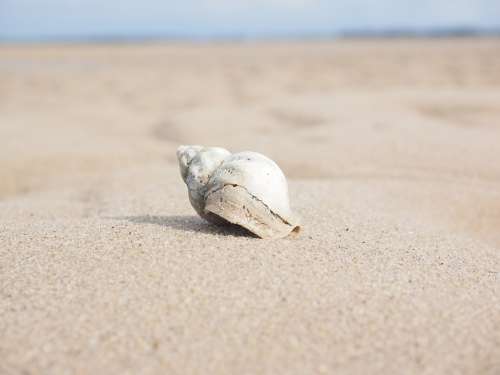 Whelk Snail Animal Buccinum Undatum Horn Snail