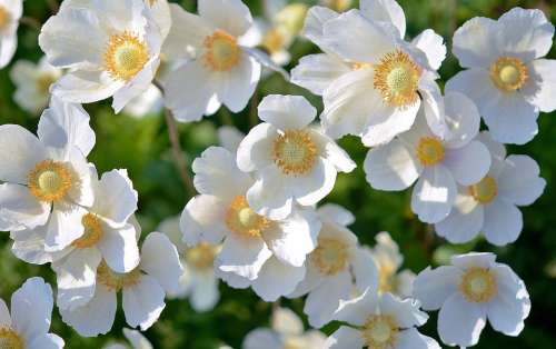 White Flowers Plant Nature Macro Wildlife