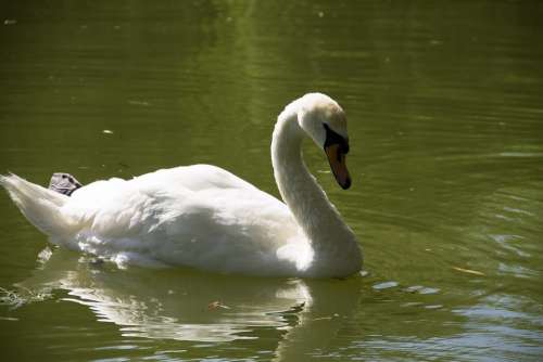 White Swan Lake