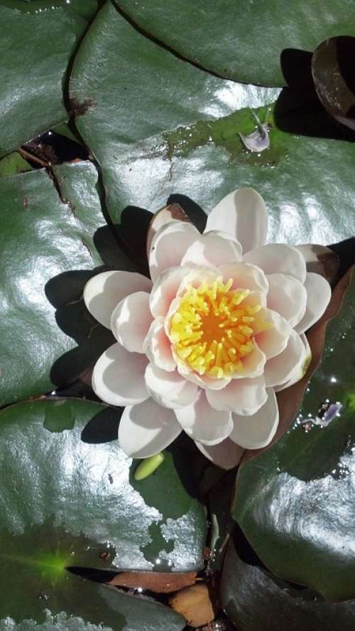 White Lily Pad Flower